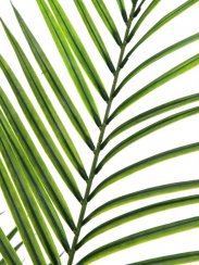 Areca palma s velkými listy, 165 cm