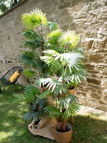 Vějířová palma, 155 cm