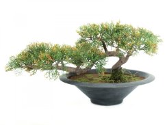 Bonsai Cedr, 40 cm