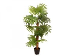Vějířová palma, 130 cm