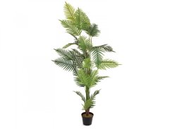 Palma Areca, 180 cm