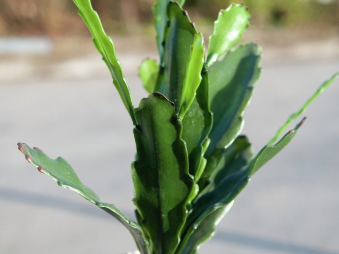 Kaktus Epifylum, 36 cm
