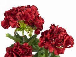 Europalms červená Pelargonie, 42 cm Europalms červená Pelargonie, 42 cm