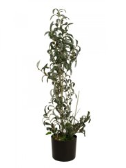 Olivovník s plody, 104 cm