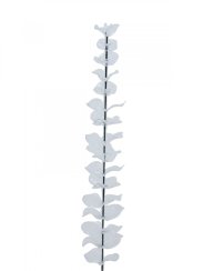 Eukalyptus čirý - křišťálový, 81 cm, 12 ks