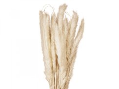 JOLIPA Pampas tráva, svazek stonků, sušené, 75cm