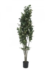 Šeflera, 120 cm