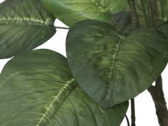 Pothos stromek, 150cm