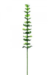 Eukalyptus zelený - křišťálový, 81 cm, 12 ks