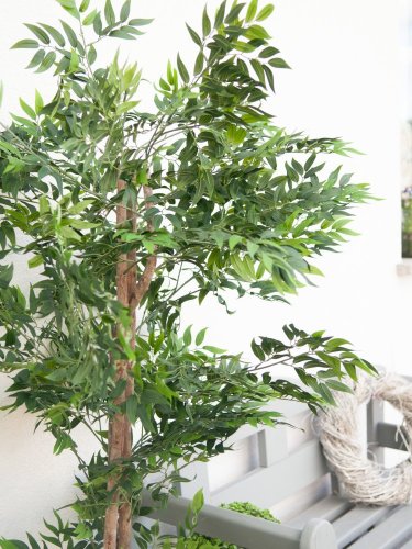 Ficus longifolia, 165cm