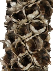 Cacho Coco z babassu palmy, délka 120-190 cm