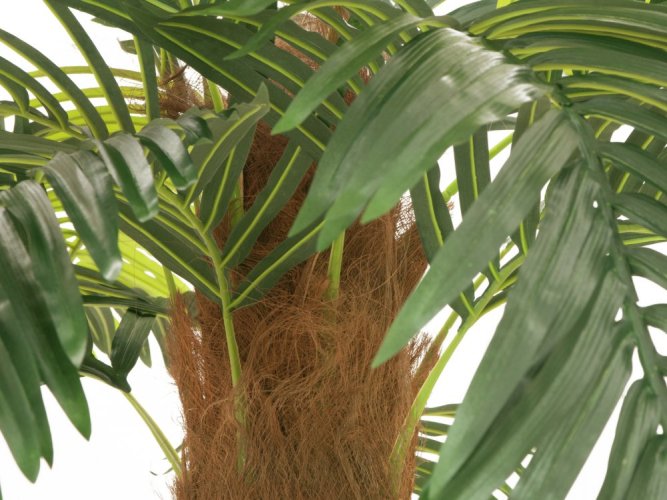 Phoenix palma deluxe, 250 cm