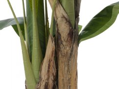 Banánovník, 120 cm