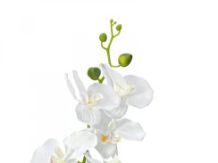 Orchidej s bílými květy, 80 cm