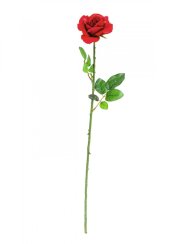 Růže, 65 cm