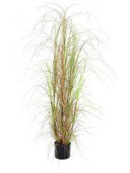 Trs okrasné trávy v květináči, 150 cm