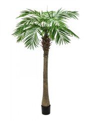 Phoenix palma Luxor, 210 cm Phoenix palma Luxor, 210 cm