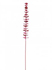 Eukalyptus červený - křišťálový, 81 cm, 12 ks