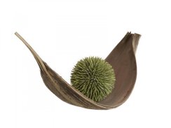 Sukulent koule (EVA), zelený, 20 cm