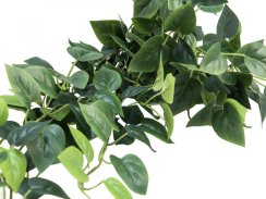 Pothos trs velký, 100 cm