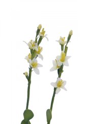 Skalní růže žlutá, 32 cm