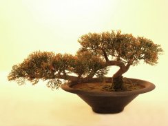 Bonsai Cedr, 40 cm