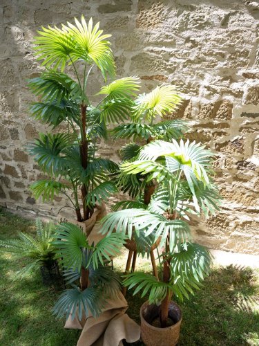 Vějířová palma, 165 cm