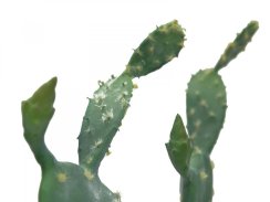 Kaktus Nopal, 76cm