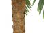 Phoenix palma deluxe, 250 cm