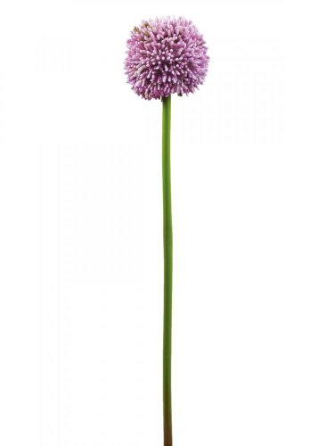 Allium lavandulová, 55 cm