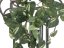 Philodendron trs, 90 cm