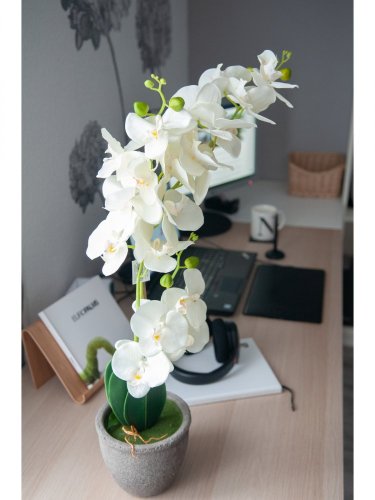Orchidej se smetanovými květy, 80 cm