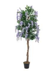 Vistárie fialová, 150 cm