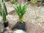 Agave kaktus s květináčem, 75 cm