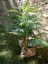 Palma Areca, 2 kmeny, 120 cm
