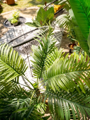 Palma Areca, 2 kmeny, 120 cm