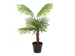 Vějířová palma, 88 cm Vějířová palma, 88 cm