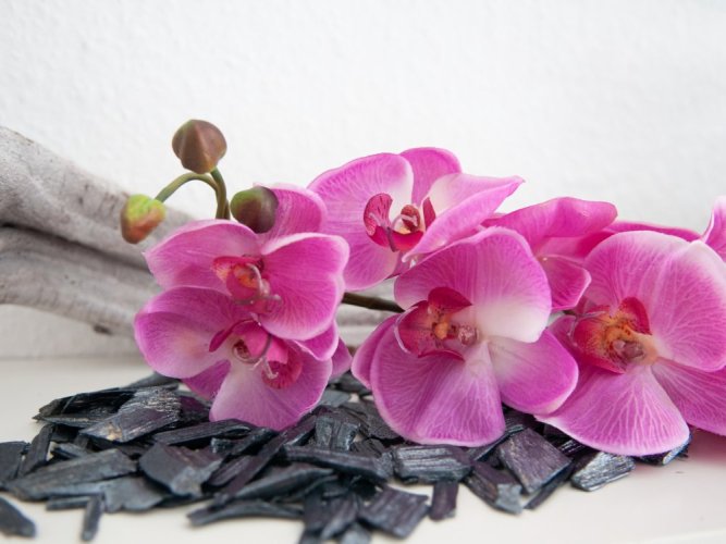 Orchidej větvička fialová, 100 cm
