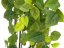 Girlanda Philodendronu, 170 cm