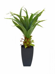 Agave kaktus s květináčem, 75 cm