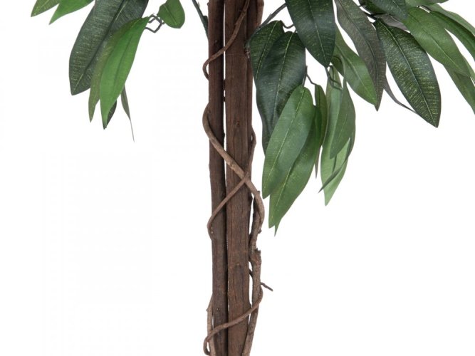 Mango stromek, 150 cm