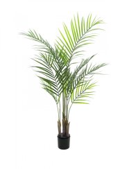 Areca palma s velkými listy, 125 cm Areca palma s velkými listy, 125 cm
