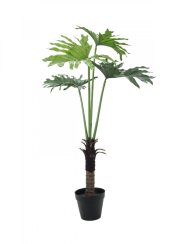 Filodendron palma, 120 cm Filodendron palma, 120 cm