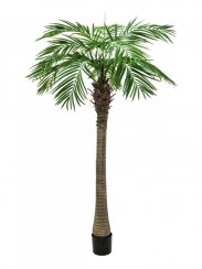 Phoenix palma Luxor, 210 cm