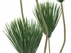 Papyrus palma, 130 cm