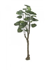 Pothos stromek, 150cm