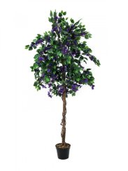 Bougainvillea fialová, 150 cm