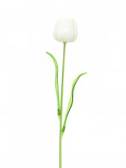 Tulipán bílý – křišťálový, 61 cm, 12 ks