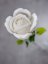 Růže bílá, krystalická 81cm, 12ks