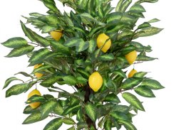 Citronovník s plody, 150 cm